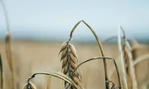 Czy mąkę pszenną można zastąpić orkiszową? Odkryj zdrowe alternatywy