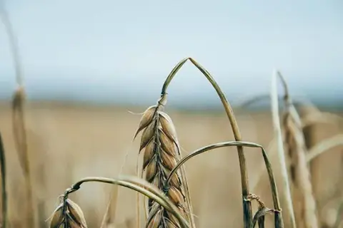 Czy mąkę pszenną można zastąpić orkiszową? Odkryj zdrowe alternatywy